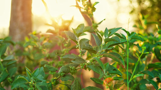 What does ashwagandha do for men?