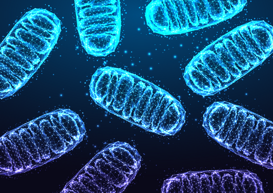 What Mitochondria Actually Do — and Why It Matters
