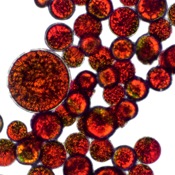 Astaxanthin, 12mg (Haematococcus pluvialis extract, as AstaPure®)