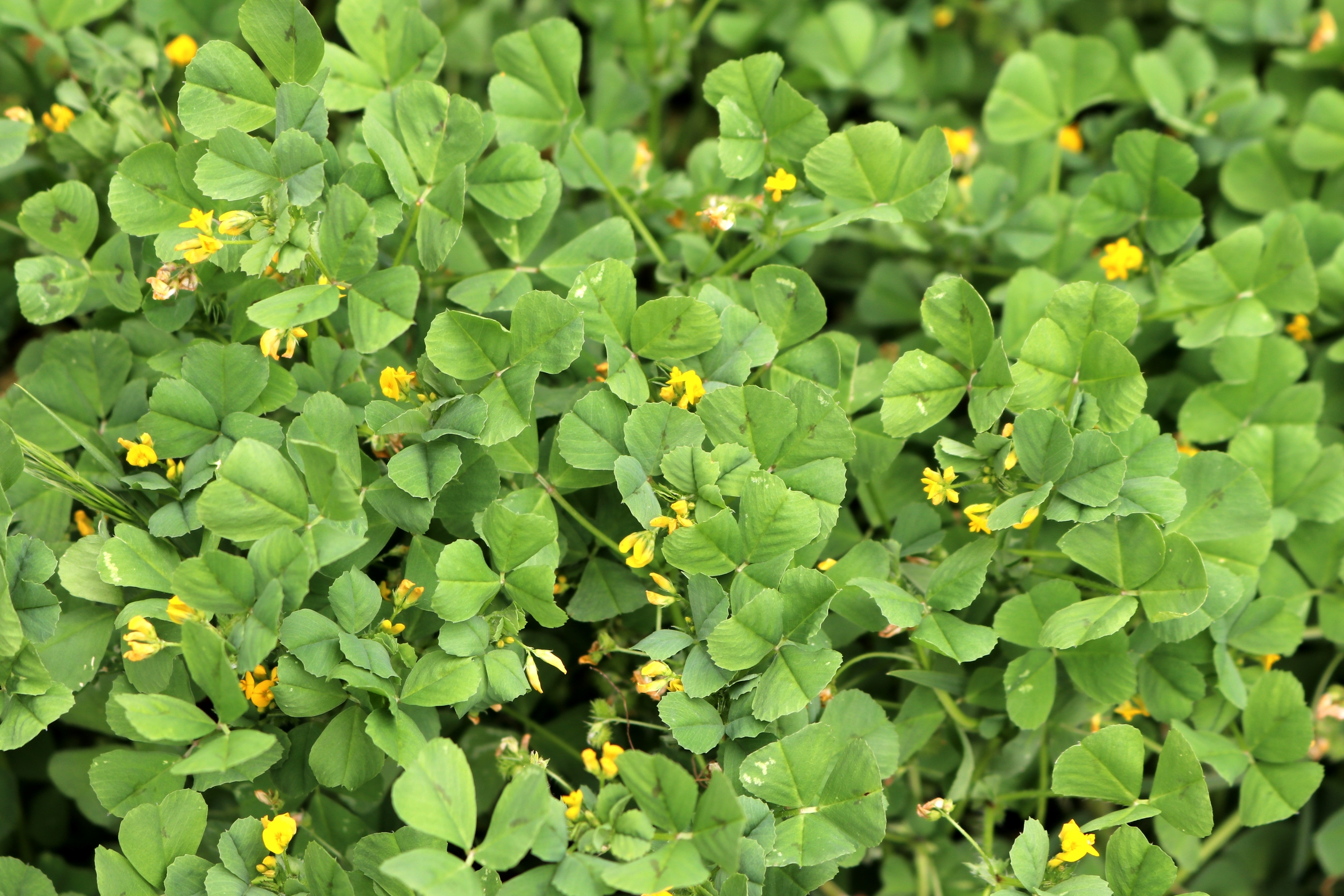 Fenugreek