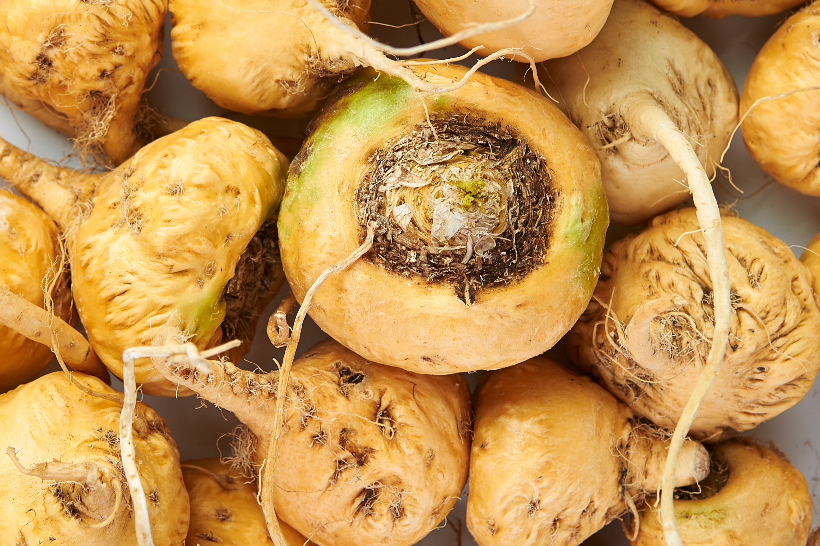 Maca Root
