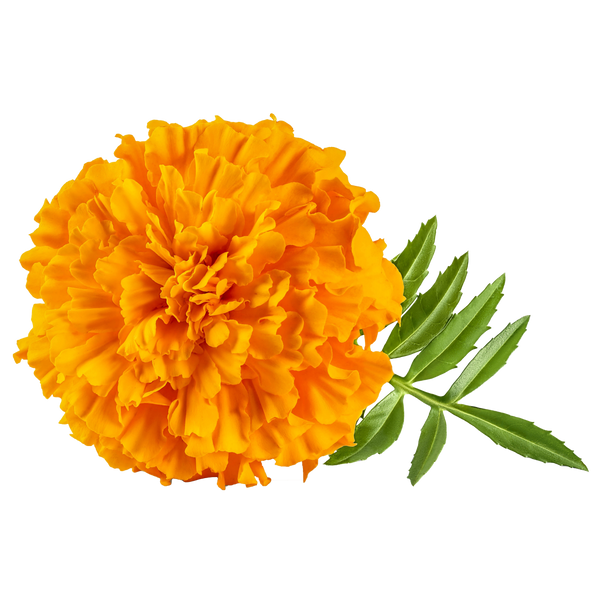 Lutein, 10mg and zeaxanthin, 2mg (Marigold flower extract)